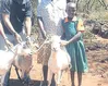 Kenya: goats’ gospel